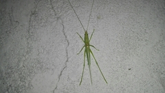 Caulopsis