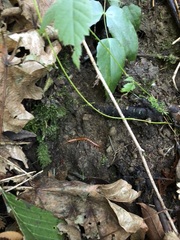 Scolopocryptops gracilis