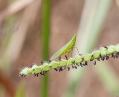 Rhynchomitra