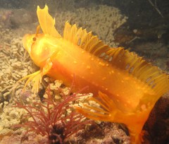 Cristiceps australis