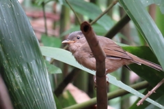 Brown-Cheeked Fulvetta photo 2
