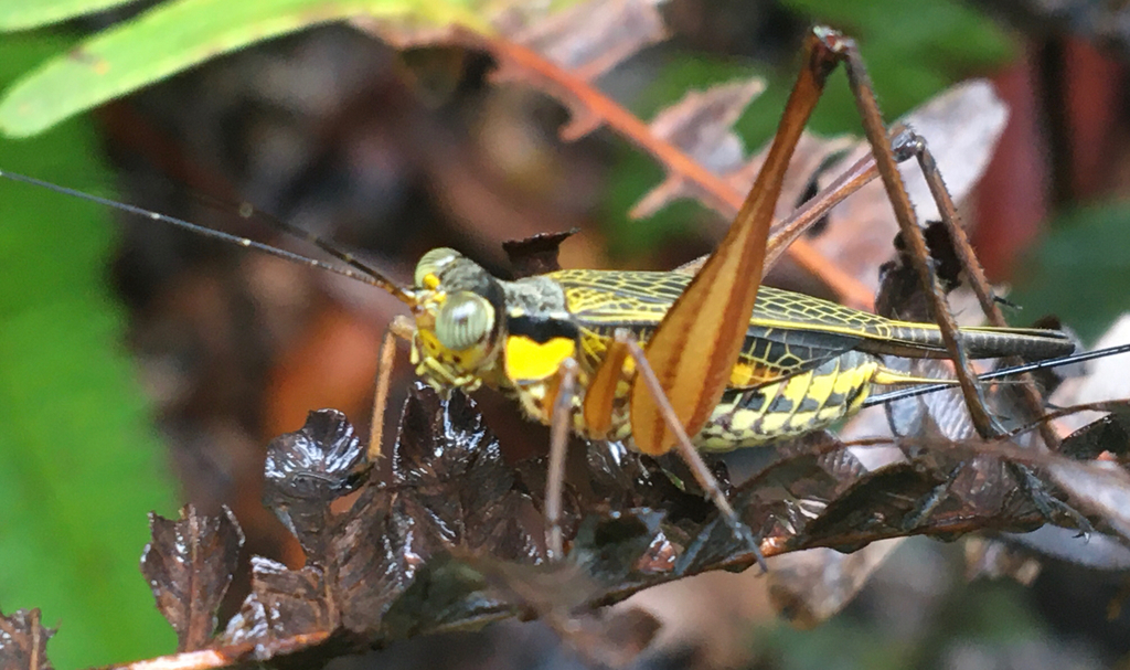 Nisitrus vittatus