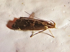 Gelechiini