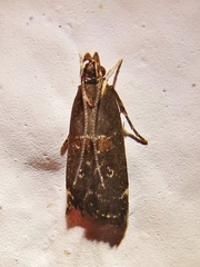 Gelechiini