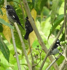 Sporophila luctuosa