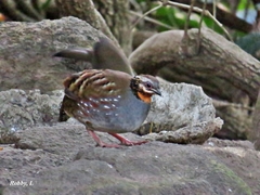 Arborophila rufogularis