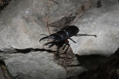 Dorcus rubrofemoratus