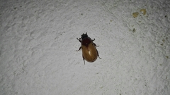 Cyclocephala melanocephala