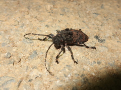 Moechotypa diphysis