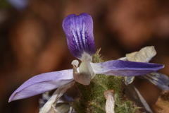 Tetramerium glutinosum