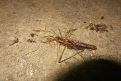 Bidentolophus bidens