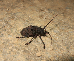 Moechotypa diphysis