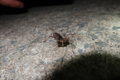 Bidentolophus bidens