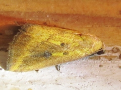 Marimatha botyoides