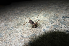 Bidentolophus bidens