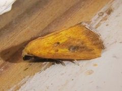 Marimatha botyoides