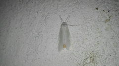 Rupela albina