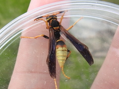 Polistes comanchus navajoe
