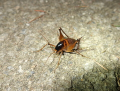 Diestrammena unicolor