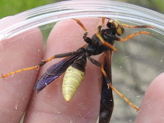 Polistes comanchus navajoe