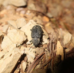 Heterotarsus carinula