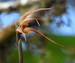 Maxillaria pachyacron