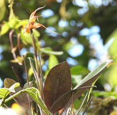 Maxillaria pachyacron