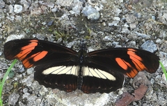 Podotricha telesiphe