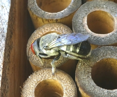 Megachile aurifrons