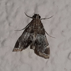 Usingeriessa
