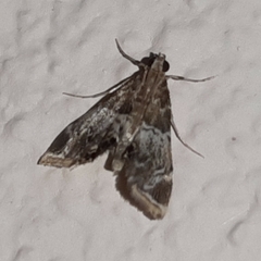 Usingeriessa