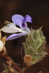Tetramerium glutinosum