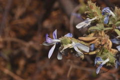Tetramerium glutinosum