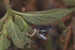 Tetramerium glutinosum