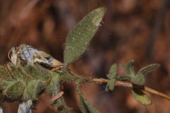 Tetramerium glutinosum