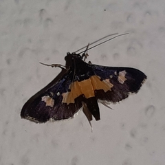 Salbia zena