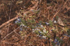 Tetramerium glutinosum