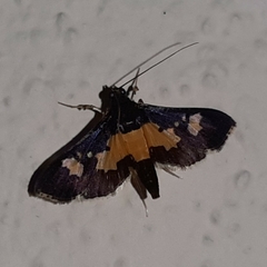 Salbia zena