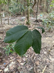 Artocarpus lacucha
