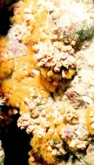 Tubastraea