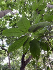Artocarpus lacucha