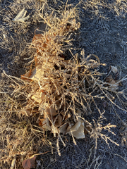 Salsola tragus