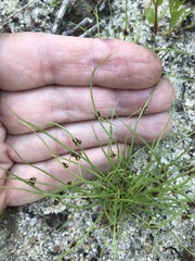 Cyperus subsquarrosus