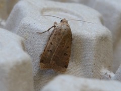 Abagrotis cupida