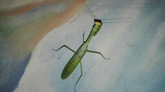 Stagmatoptera septentrionalis