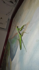 Stagmatoptera septentrionalis