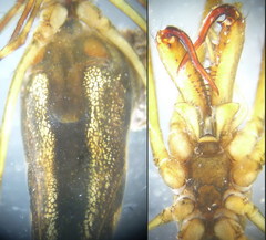 Tetragnatha bogotensis