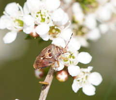 Eupolemus angularis