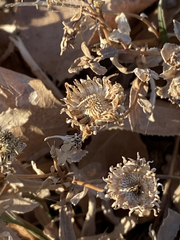 Grindelia squarrosa