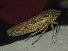 Curtara